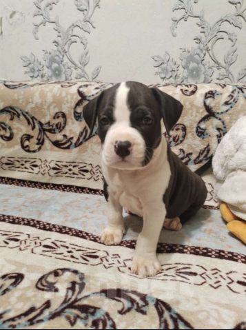 Собаки в Красноярске: Щенки американский стаффордширский терьер Мальчик, 10 000 руб. - фото 2