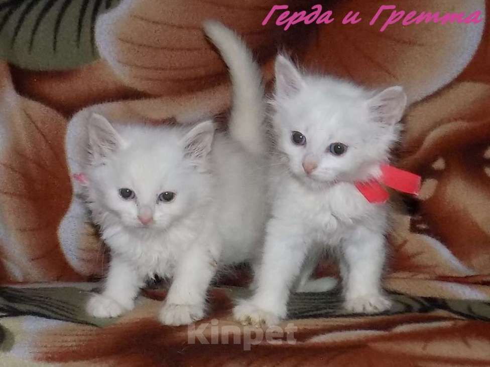 Кошки в Москве: Котята турецкой ангоры Мальчик, 10 000 руб. - фото 1