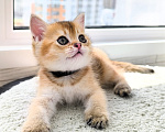 Кошки в Санкт-Петербурге: Шотландский котенок Мальчик, 50 000 руб. - фото 5