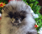 Собаки в Бийске: Щенки померанского щенка Мальчик, 50 000 руб. - фото 3