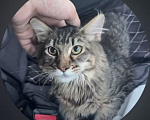 Кошки в Хабаровске: Котенок мейн-кун, ждет свой дом🫶🏻 Девочка, 16 000 руб. - фото 3