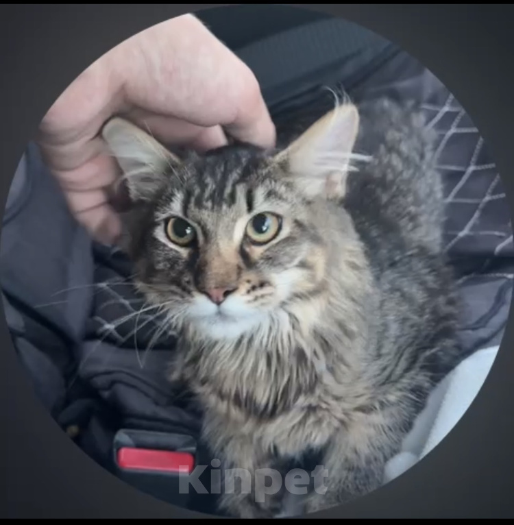 Кошки в Хабаровске: Котенок мейн-кун, ждет свой дом🫶🏻 Девочка, 16 000 руб. - фото 3