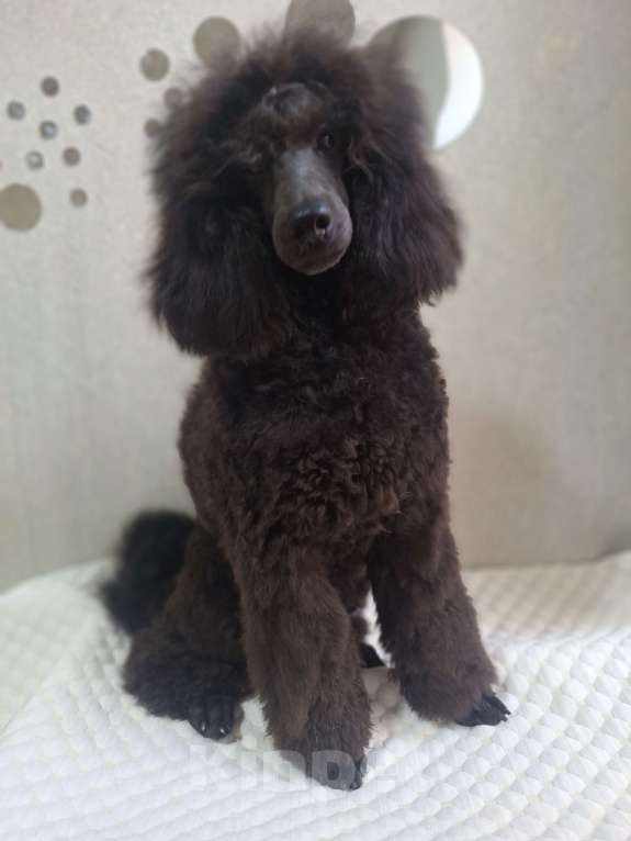 Собаки в Санкт-Петербурге: Пудель средний,щенок Девочка, 110 000 руб. - фото 3