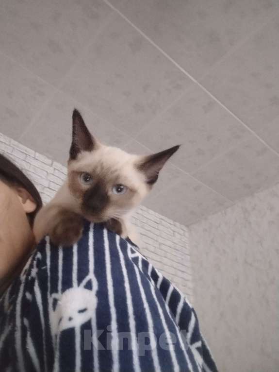 Кошки в других городах Московской области: Девочка  Девочка, 11 000 руб. - фото 1