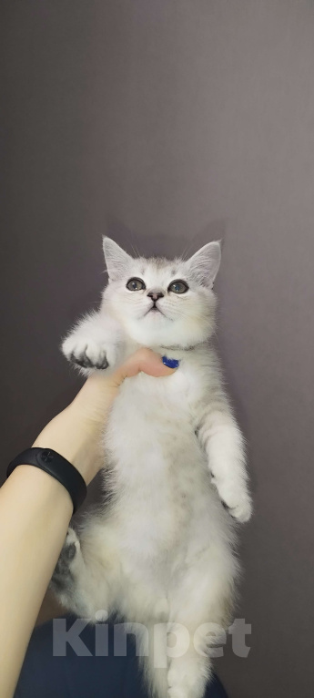 Кошки в Москве: Шотландский прямоухий котенок Мальчик, 11 000 руб. - фото 2