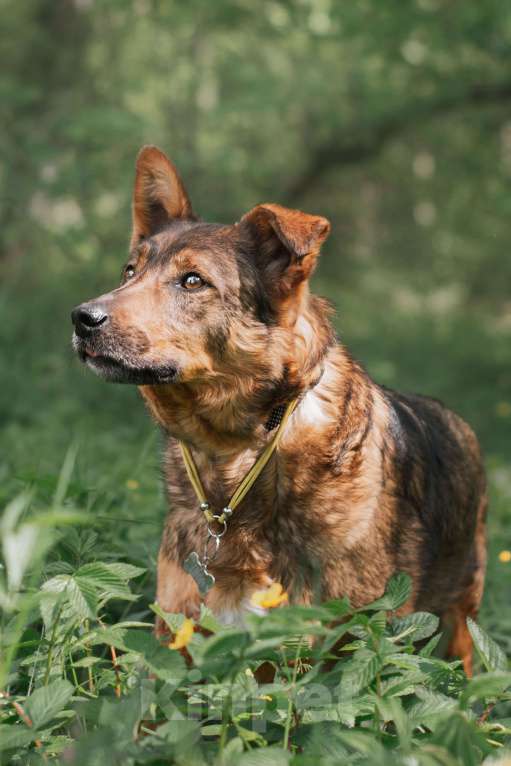 Собаки в Москве: Шон Мальчик, Бесплатно - фото 5