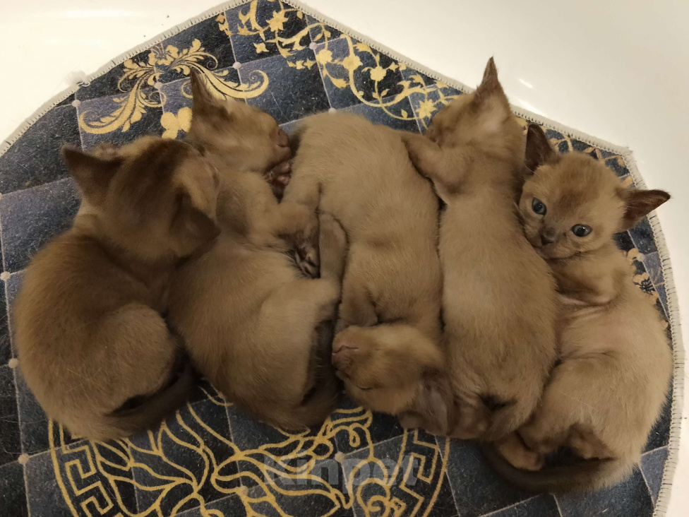 Кошки в Набережных Челнах: Бурманские котята Девочка, Бесплатно - фото 3