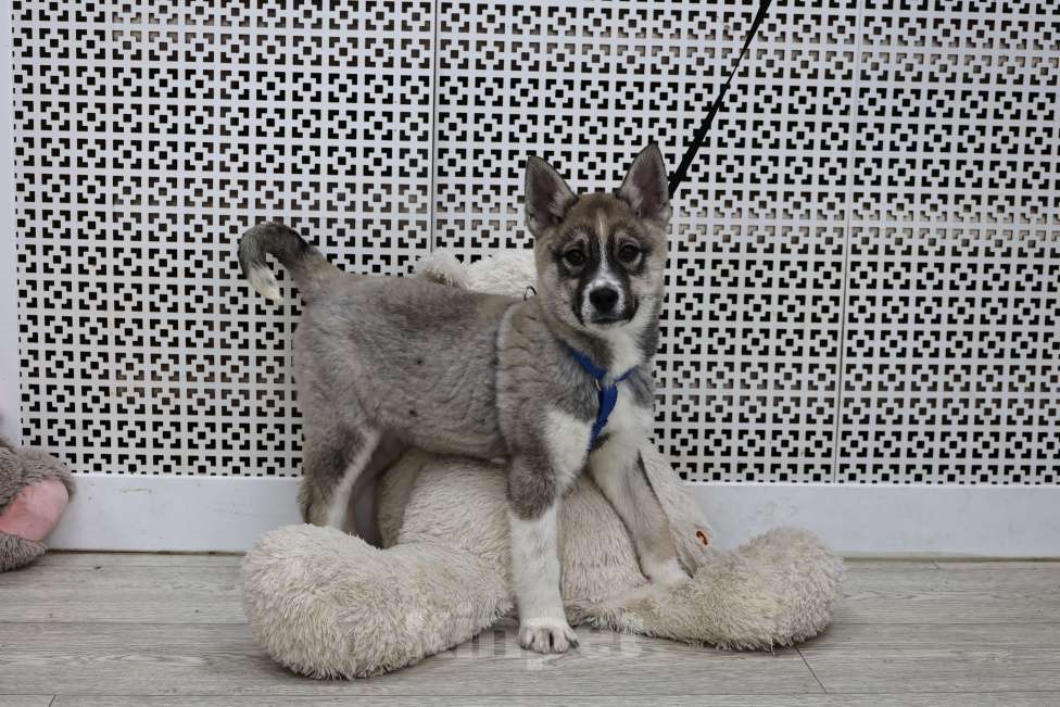 Собаки в Москве: Щенок бесплатно в Москве Девочка, Бесплатно - фото 2