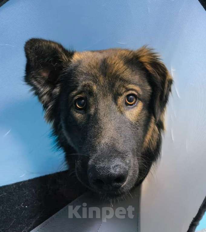 Собаки в Москве: Уже вечером на улицу... Доверчивый дурачок Гаврюша Мальчик, Бесплатно - фото 1