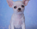 Собаки в Москве: Чихуахуа гладкошерстный мальчик Мальчик, 20 000 руб. - фото 1
