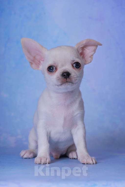 Собаки в Москве: Чихуахуа гладкошерстный мальчик Мальчик, 20 000 руб. - фото 1