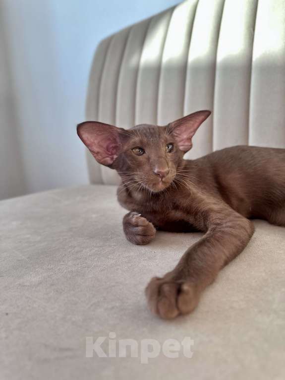 Кошки в Санкт-Петербурге: Шоколадная кошечка Девочка, Бесплатно - фото 10