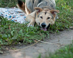 Собаки в Электростали: Удивительный пёс Чингиз в поиске дома Мальчик, Бесплатно - фото 8