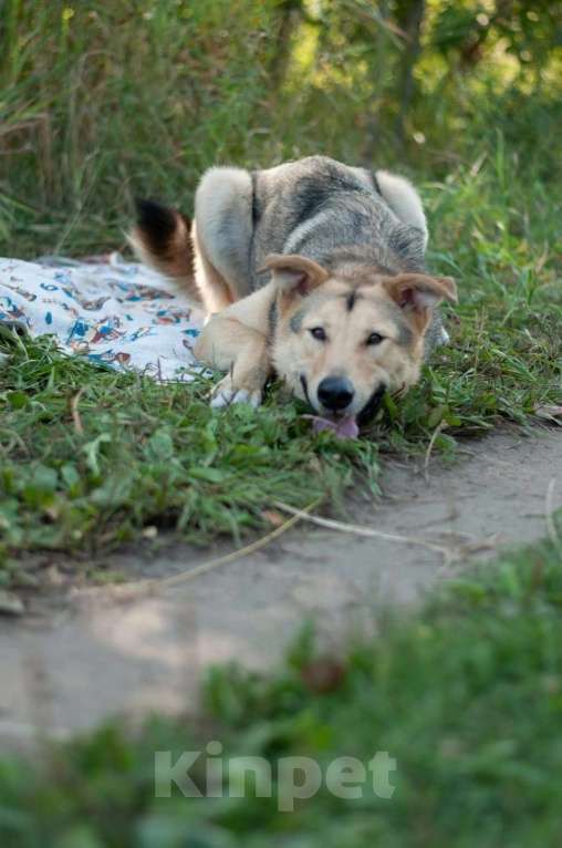 Собаки в Электростали: Удивительный пёс Чингиз в поиске дома Мальчик, Бесплатно - фото 8