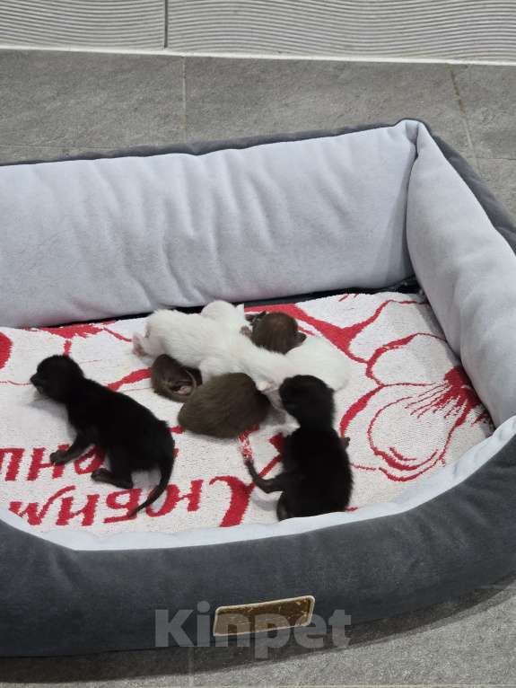 Кошки в Липецке:  Чистокровные ориенталы (классика) Девочка, 40 000 руб. - фото 4