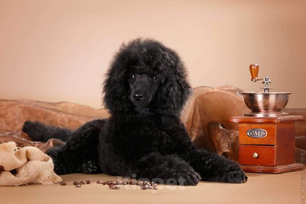 Собаки в Кирове: Малый пудель Мальчик, Бесплатно - фото 1