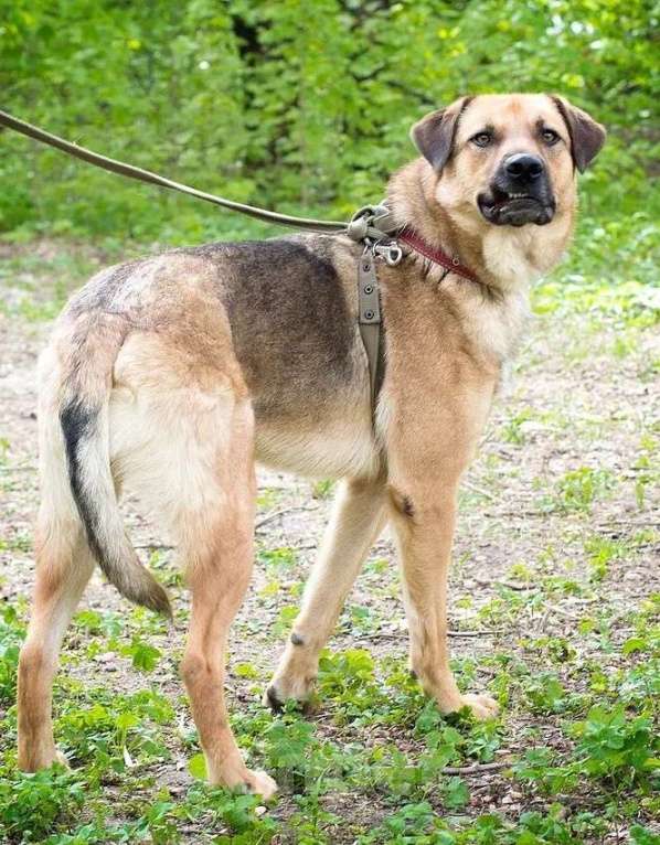 Собаки в Москве: Его предавали, а он все равно верит Мальчик, Бесплатно - фото 4