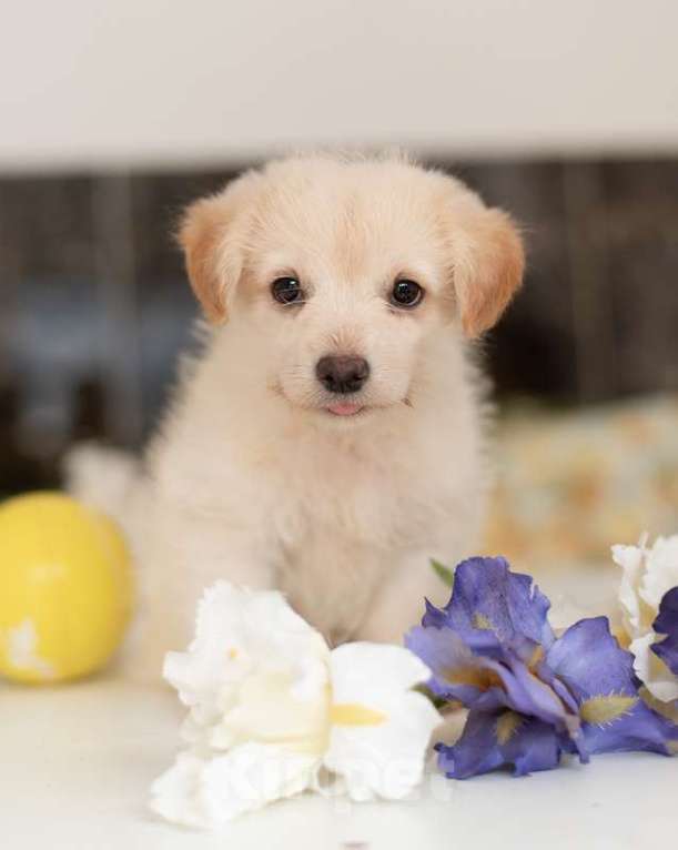 Собаки в Москве: Белые щенки от болонки и вельш корги в добрые руки Девочка, Бесплатно - фото 7