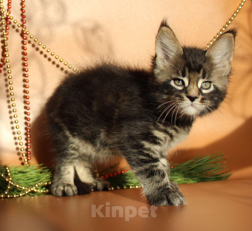 Кошки в Екатеринбурге: Котёнок мейн-кун Цезарь Мальчик  Мальчик, 50 000 руб. - фото 6