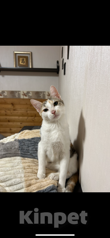 Кошки в Москве: ПРОПАЛА КОШКА Девочка, 5 000 руб. - фото 2