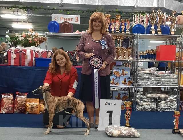 Собаки в Москве: Тигровый уиппет  Мальчик, 130 000 руб. - фото 5