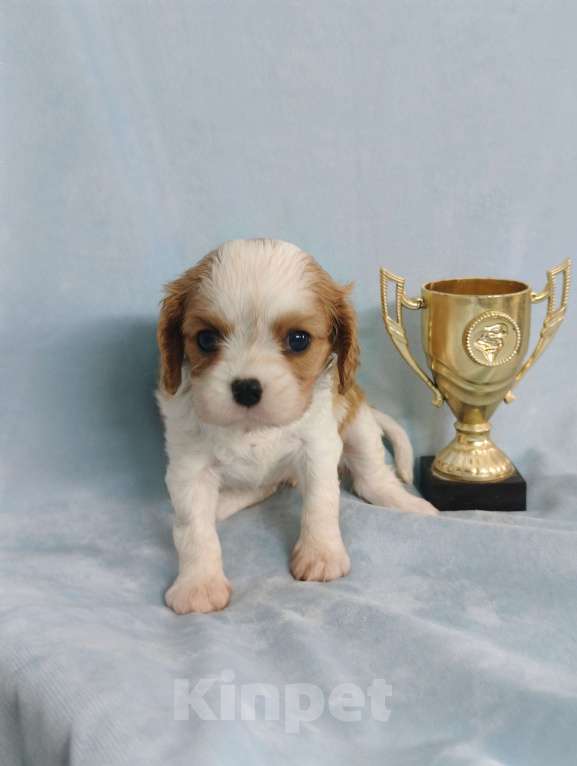 Собаки в Москве: Кавалер Кинг Чарльз Спаниель мальчик Мальчик, 90 000 руб. - фото 3