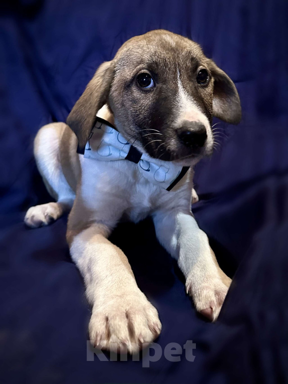 Собаки в Раменском: Буран ищет любящую семью Мальчик, 1 руб. - фото 6