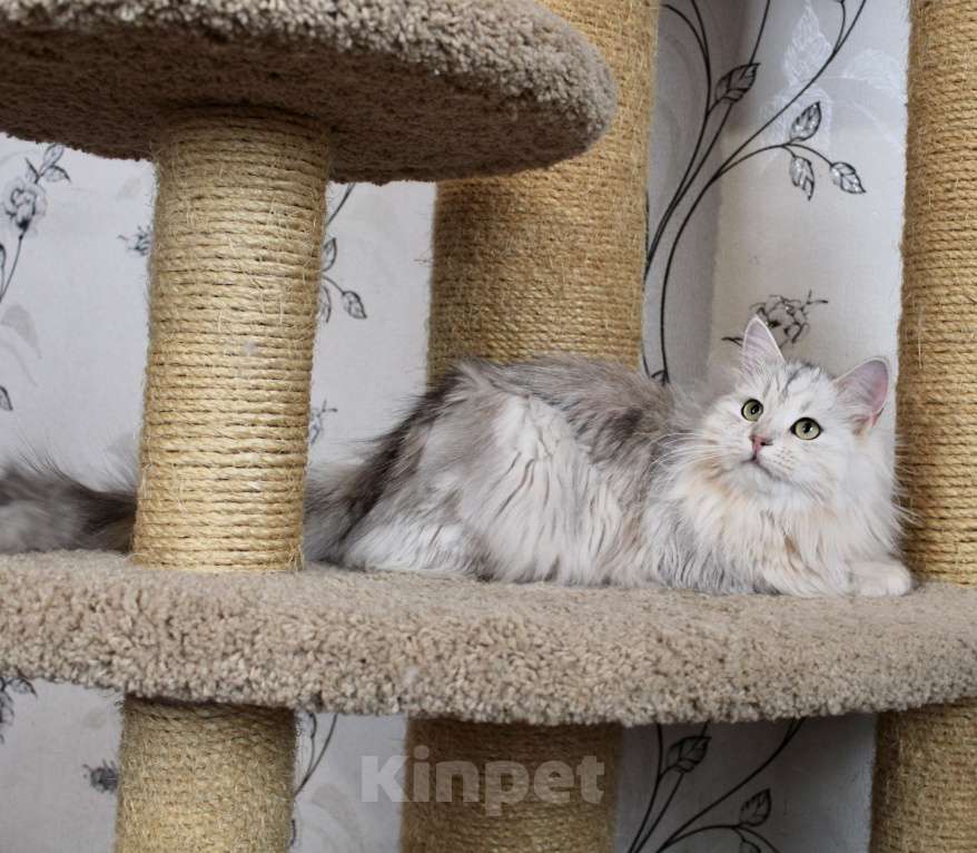 Кошки в Тюмени: Сибирский котёнок Девочка, 15 000 руб. - фото 6