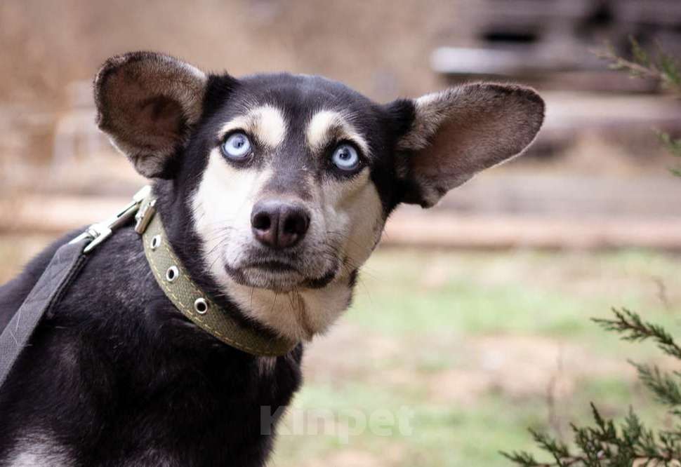 Собаки в Москве: Аляска, 1.5 года Девочка, Бесплатно - фото 3