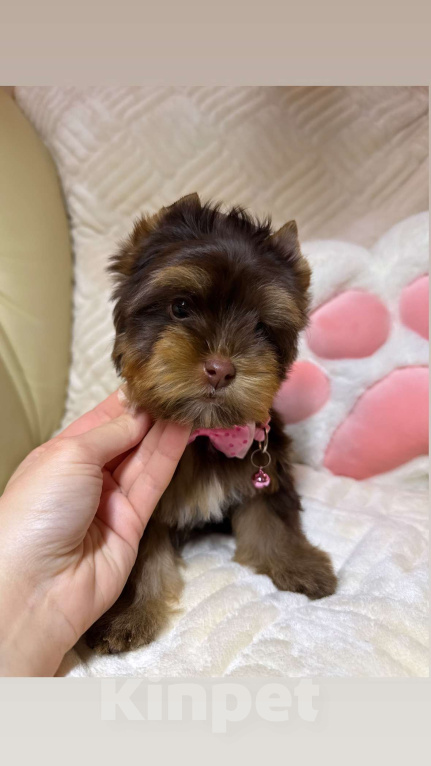 Собаки в Москве: Шоколадка Цветной Йорк Девочка, 70 000 руб. - фото 2