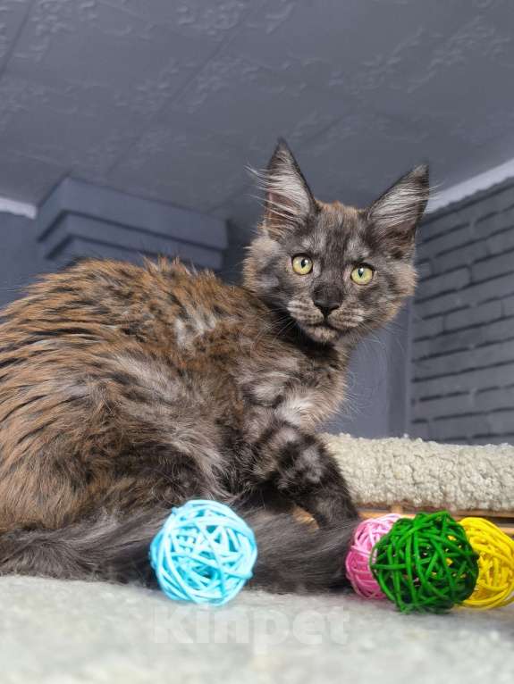 Кошки в Кемерово: Девочка черный дым Девочка, 25 000 руб. - фото 4