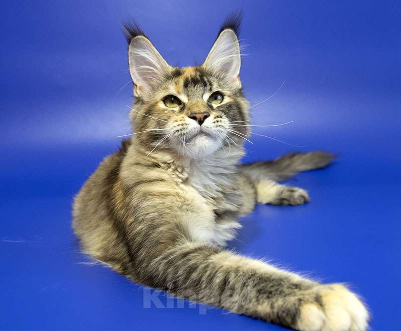 Кошки в Москве: Котенок мейн кун Девочка, Бесплатно - фото 2