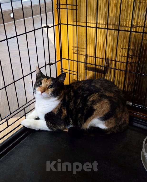 Кошки в Москве: Трехцветная кошечка в добрые руки Девочка, Бесплатно - фото 4