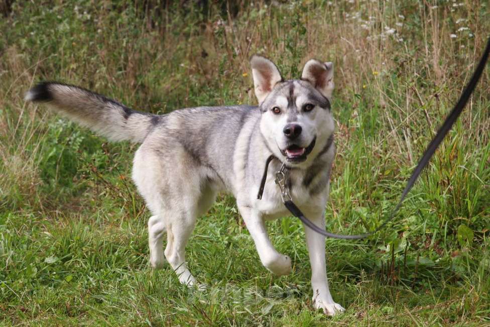 Собаки в Москве: Серенький Мальчик, Бесплатно - фото 33