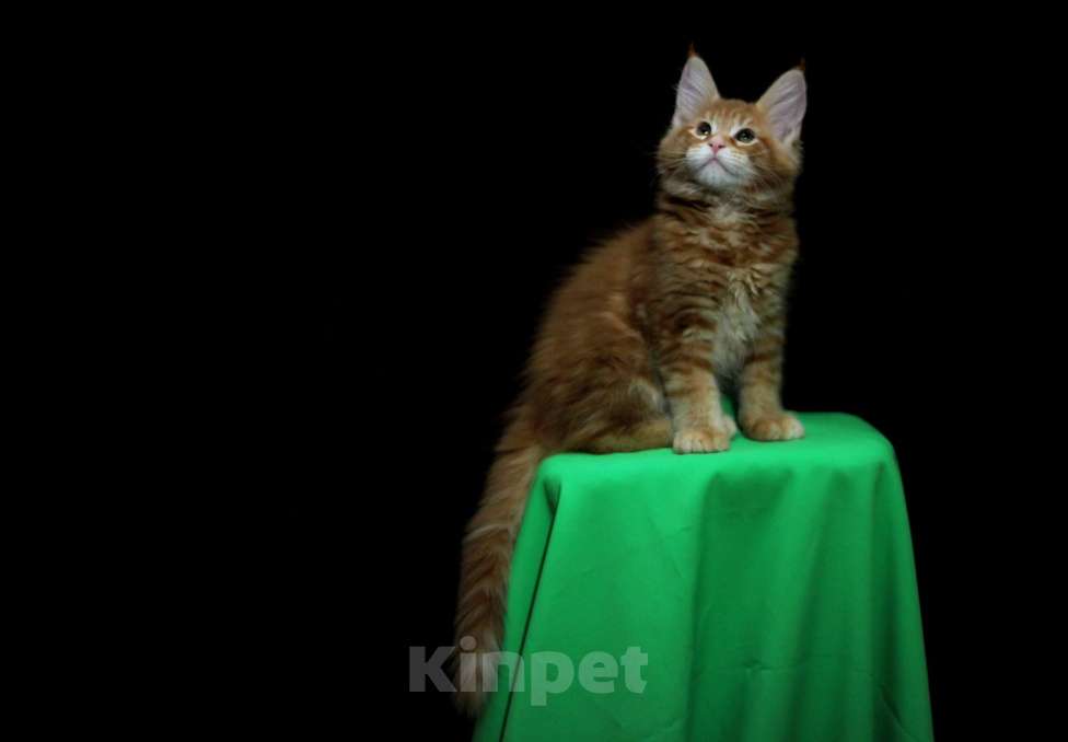 Кошки в Иваново: Котёнок мейн кун ( красный мрамор d 22 ) . Мальчик, 50 000 руб. - фото 7