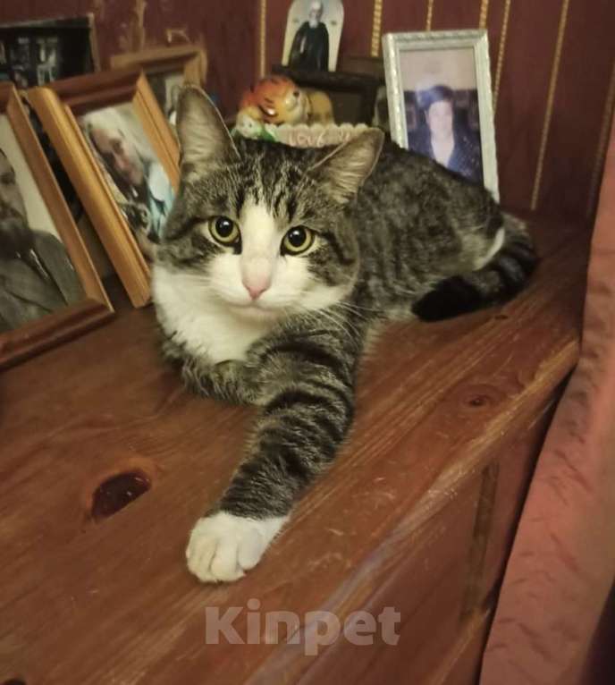 Кошки в других городах Московской области: Друг Кузя 1 год Мальчик, Бесплатно - фото 2