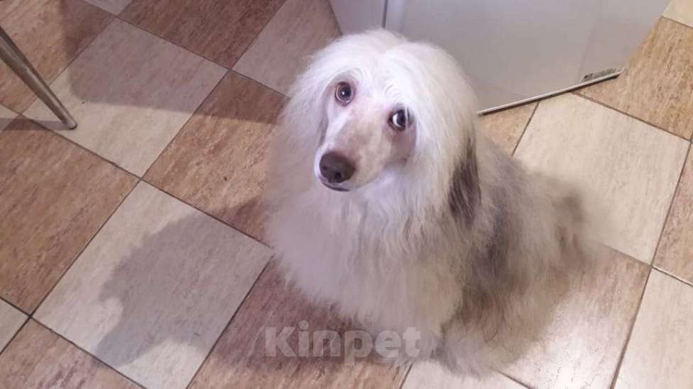 Собаки в других городах Московской области: Пропала китайская хохлатая Мальчик, 5 000 руб. - фото 3