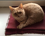Кошки в Уфе: Стерилизованная кошечка Джесси, 500 руб. - фото 4
