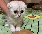 Кошки в Самаре: Продам котенка Мальчик, 6 000 руб. - фото 4
