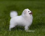 Собаки в Челябинске: Шпиц Померанский Белый Девочка, 75 000 руб. - фото 4