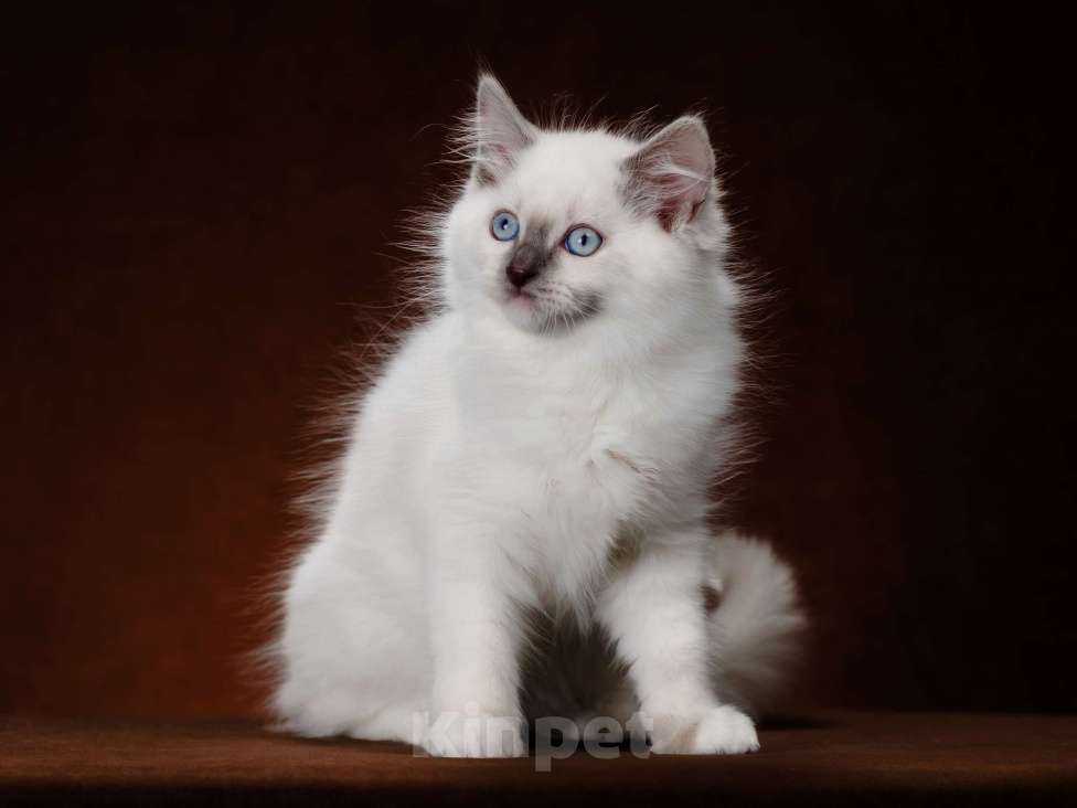 Кошки в Кировске (Мурманская область): Котенок  Мальчик, 25 000 руб. - фото 2