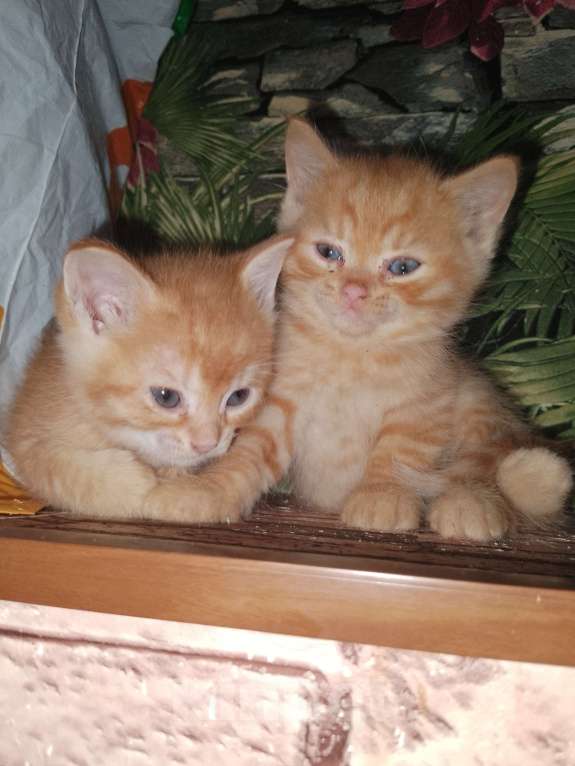 Кошки в Москве: Котята в добрые руки Мальчик, Бесплатно - фото 10