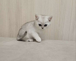 Кошки в Москве: Британские котятки шиншилв Девочка, 15 000 руб. - фото 2
