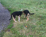 Собаки в Красноармейске: Подросший щенок, помесь гончей  Девочка, Бесплатно - фото 4