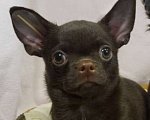 Собаки в Москве: Чихуахуа мальчик щенок  Мальчик, 30 000 руб. - фото 1