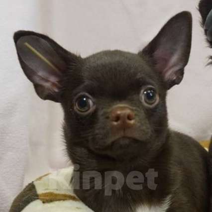 Собаки в Москве: Чихуахуа мальчик щенок  Мальчик, 30 000 руб. - фото 1