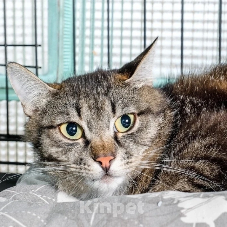 Кошки в Москве: Даже кураторы Медуши отчаялись, они не верят, что он найдет дом  Мальчик, Бесплатно - фото 4