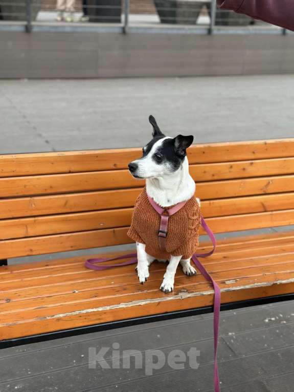 Собаки в Москве: 🏡 Ищем дом для леди 🐾 Девочка, Бесплатно - фото 4