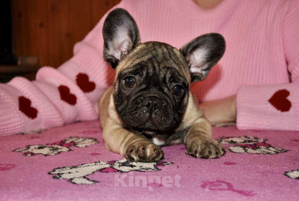 Собаки в Иваново: щенки РКФ, стандартные Мальчик, 65 000 руб. - фото 2