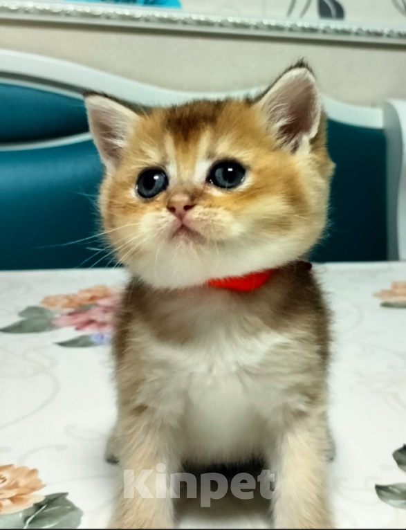 Кошки в Мытищах: Золотой тикированный  Мальчик, 12 000 руб. - фото 1